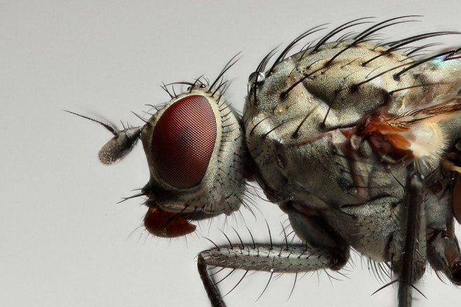 20个漂亮的昆虫微距摄影作品欣赏
