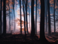 森林之美:Tvurk自然攝影作品欣賞