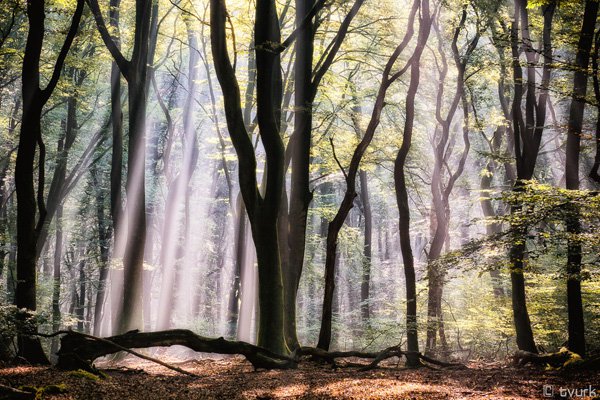 森林之美:Tvurk自然摄影作品欣赏