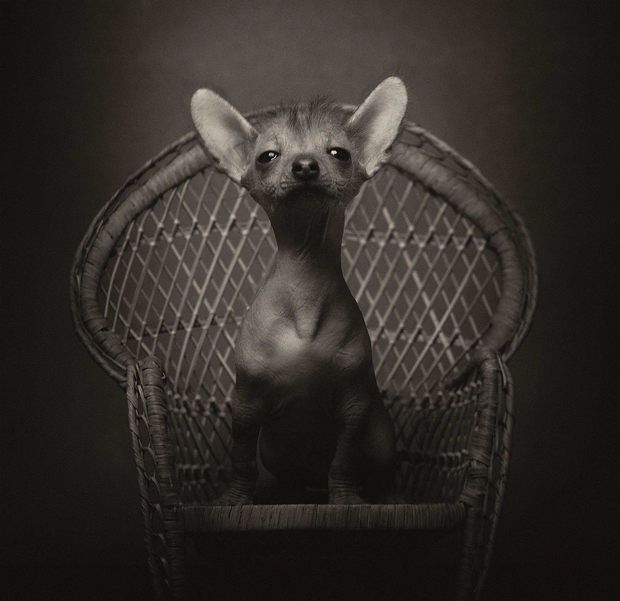 Vincent Lagrange动物肖像摄影作品