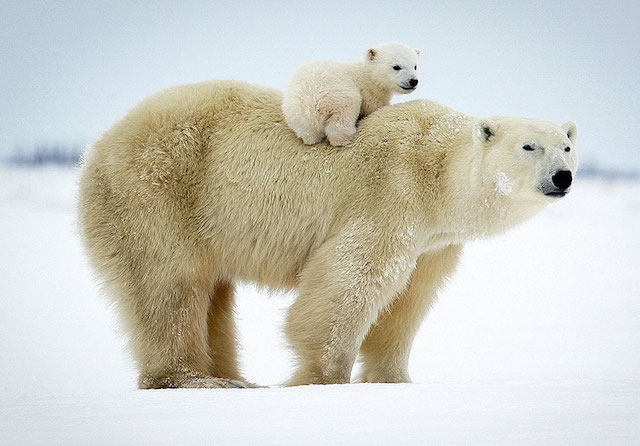 David Jenkins摄影作品:温情北极熊