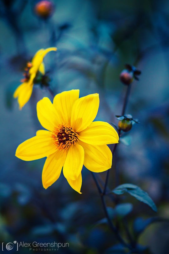 Alex Greenshpun唯美的花卉和自然摄影欣赏