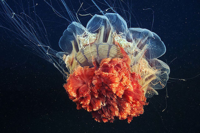 Alexander Semenov摄影作品:美丽的水母
