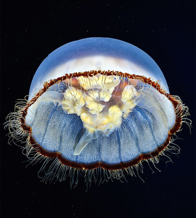 Alexander Semenov摄影作品:美丽的水母