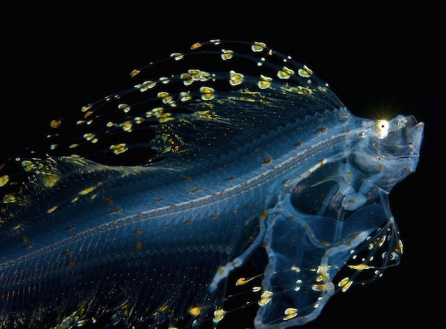 Joshua Lambus镜头下美妙的深海生物