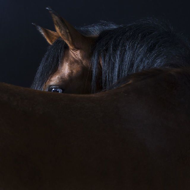 Robert Bahou动物肖像摄影