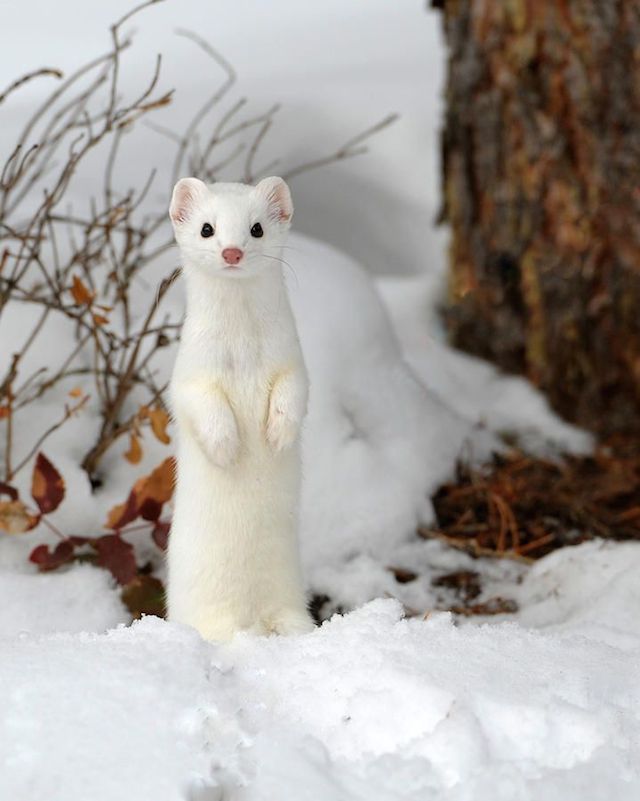 动物摄影欣赏:雪中可爱的貂
