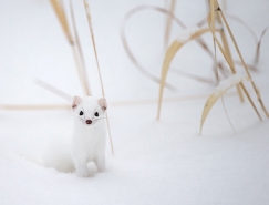 動物攝影欣賞:雪中可愛的貂