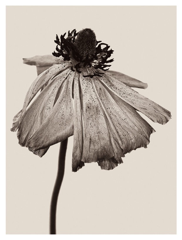 德国摄影师Bettina Güber：花朵美丽的褶皱