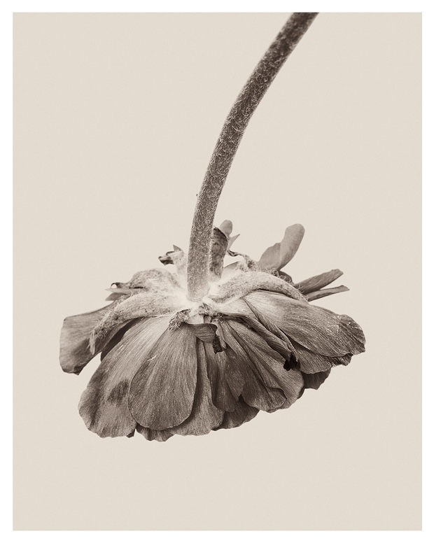 德国摄影师Bettina Güber：花朵美丽的褶皱