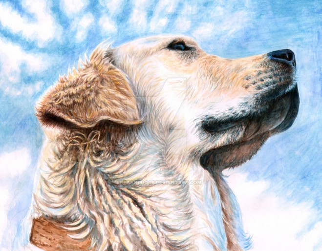 35张精美的狗狗绘画作品精选