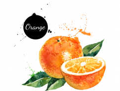 手绘水彩橙子矢量素材