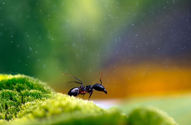 28张精美的昆虫微距摄影作品