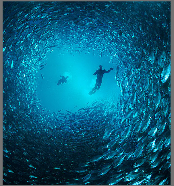30张精彩的水下摄影作品欣赏