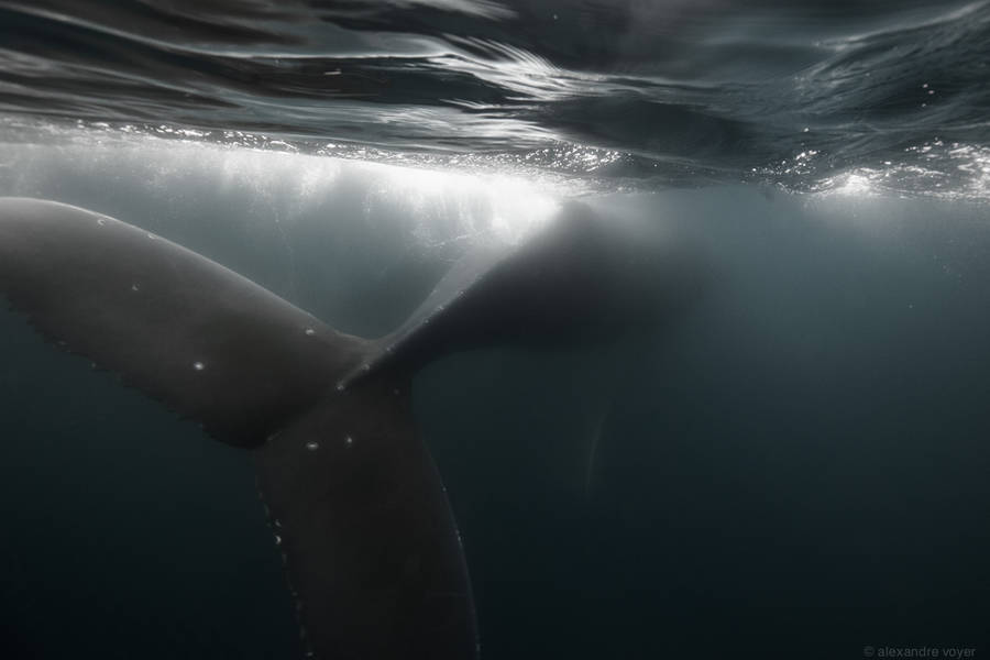 美丽如画的水下世界:摄影师水下与海洋生物和谐共处