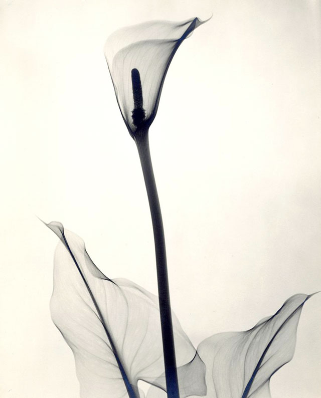X射线下的花卉摄影