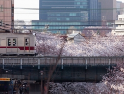 東京美麗的櫻花攝影欣賞