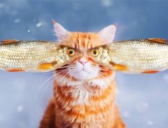 喵星人的奇幻世界:Kristina Makeeva打造可愛貓咪攝影作品