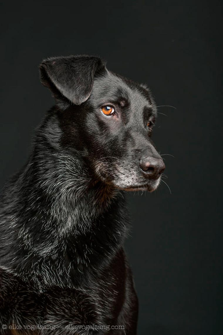 Elke Vogelsang狗狗肖像摄影