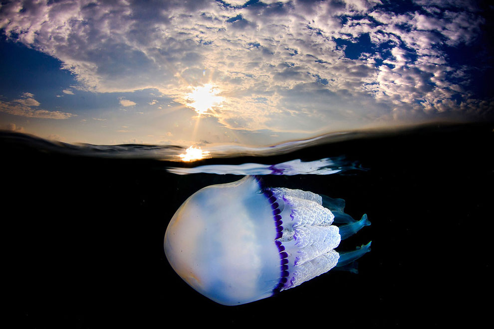 Jordi Benitez Castells漂亮的水母微距摄影作品