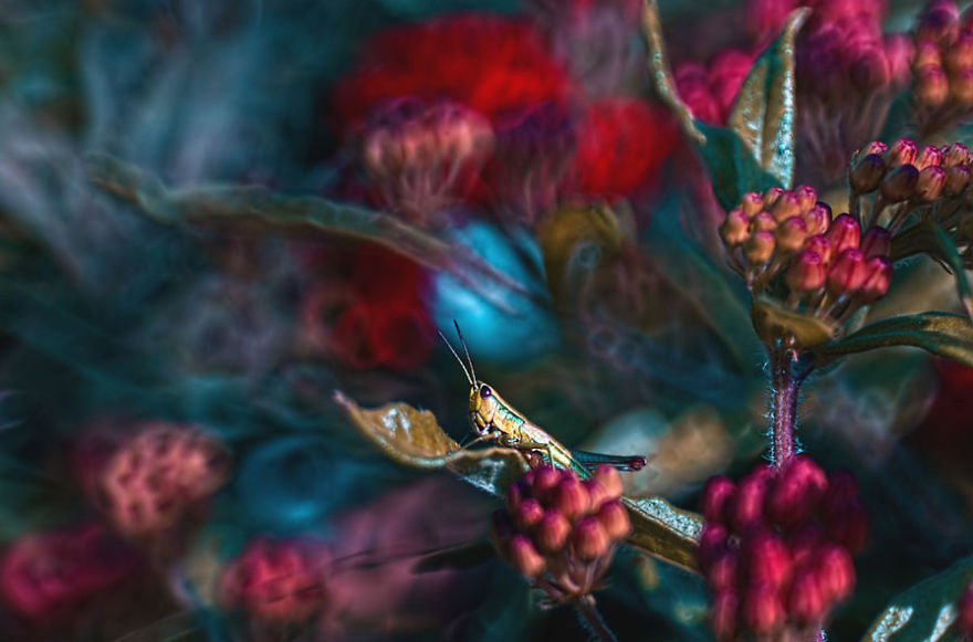 Magda Wasiczek昆虫和花朵微距摄影