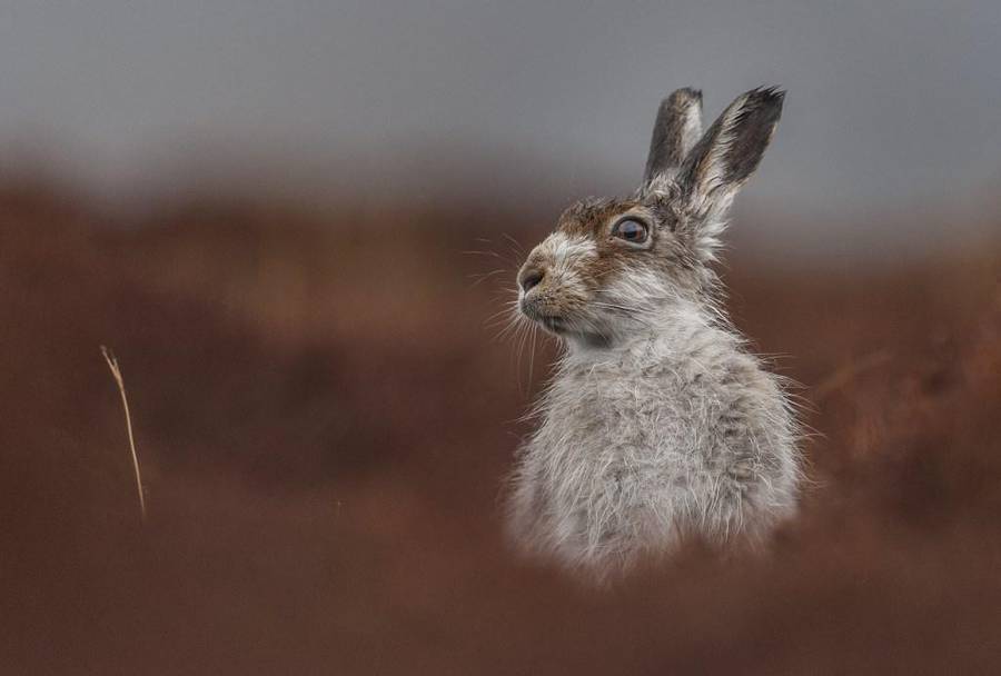 2016英国野生动物摄影大赛获奖作品欣赏