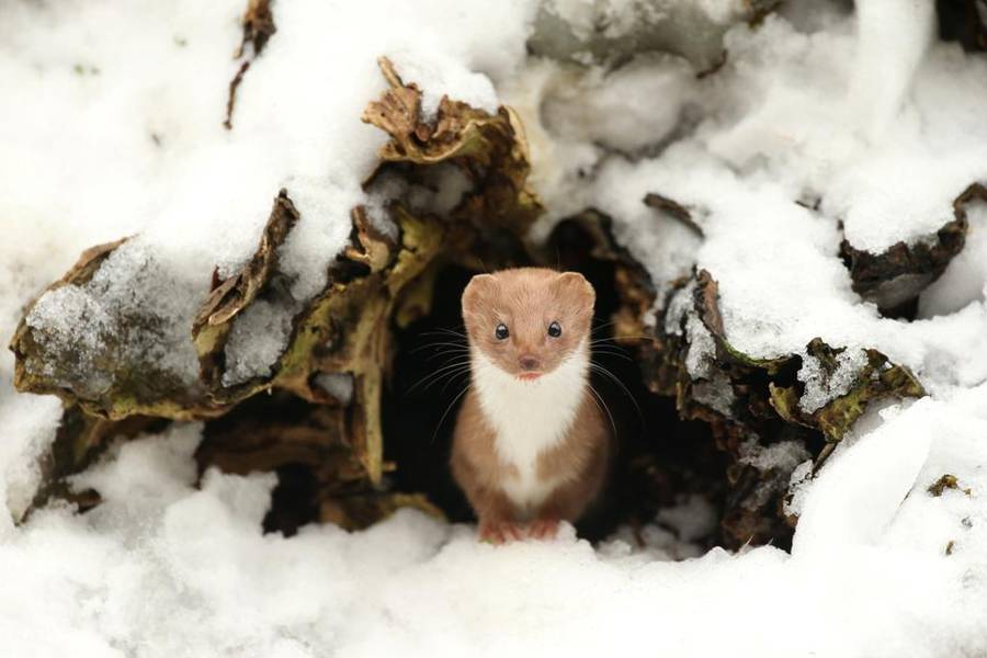 2016英国野生动物摄影大赛获奖作品欣赏