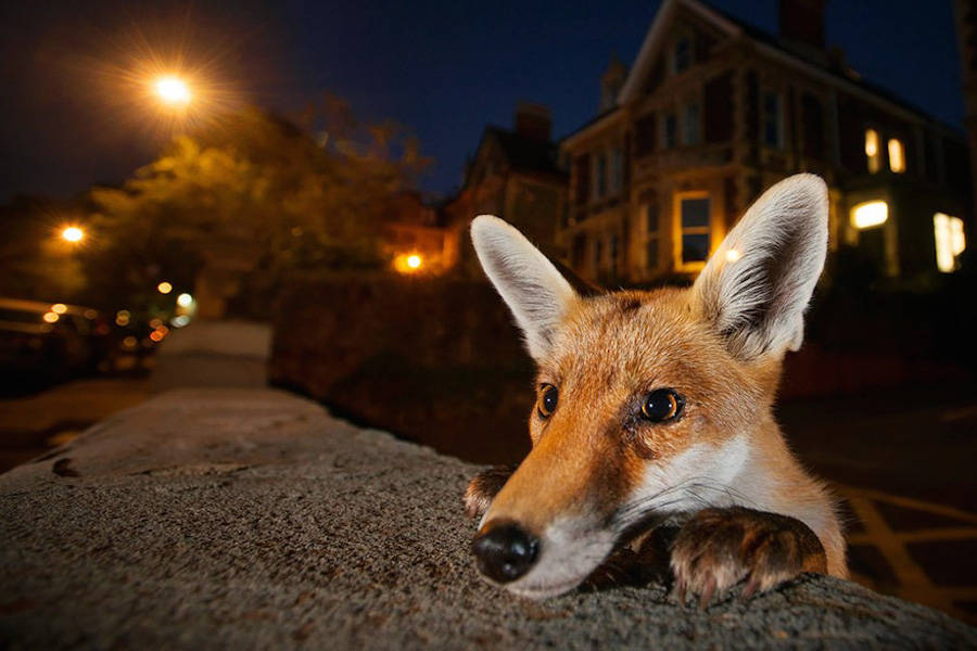 伦敦自然历史博物馆2016野生动物摄影大赛获奖作品