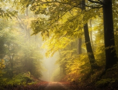 Heiko Gerlicher美丽的森林摄影欣