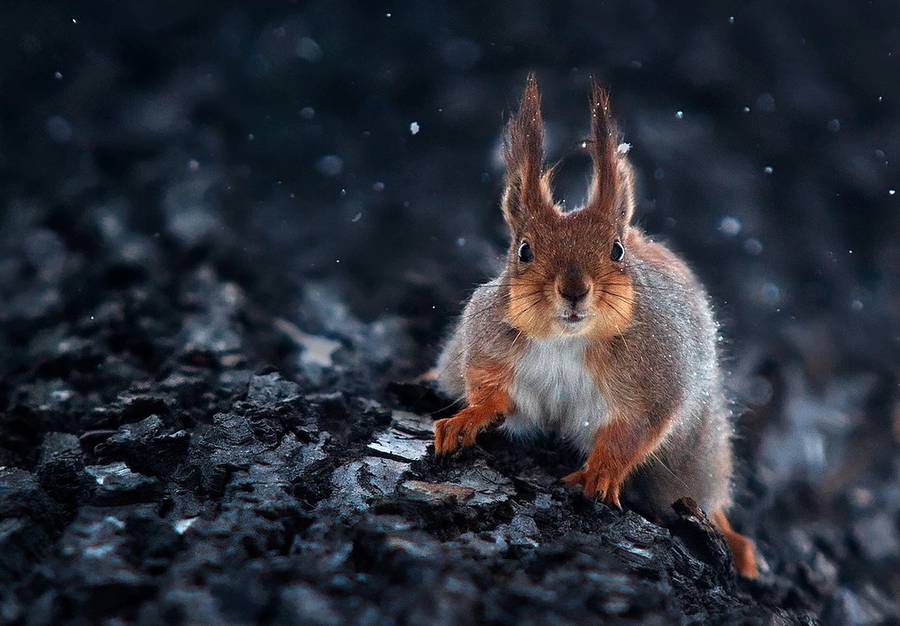 Sergey Polyushko动物肖像摄影作品