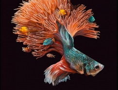 魚和珊瑚：Lisa Ericson超現實主義繪畫作品