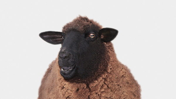 羊绒毛线品牌Fleece & Harmony视觉形象设计
