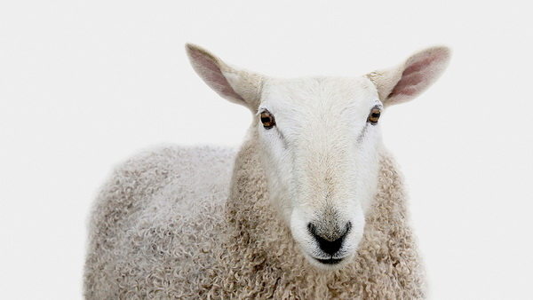 羊绒毛线品牌Fleece & Harmony视觉形象设计