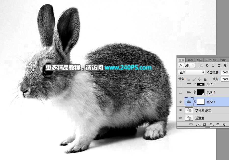 PS通道及钢笔工具抠出白褐相间的兔子