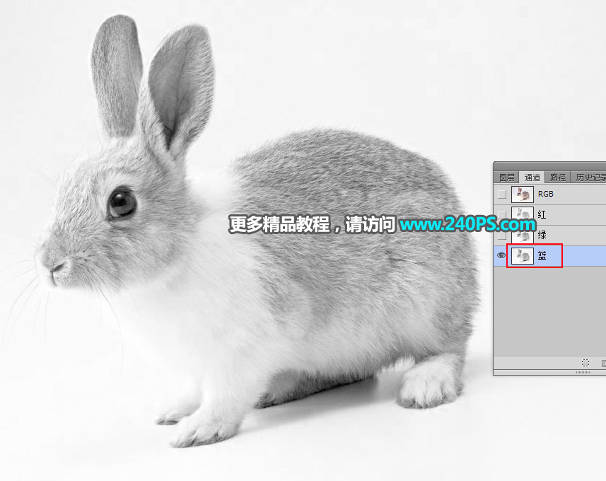PS通道及钢笔工具抠出白褐相间的兔子