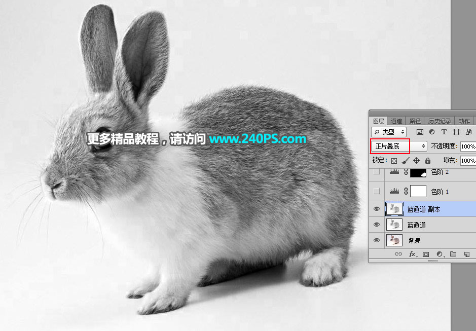 PS通道及钢笔工具抠出白褐相间的兔子