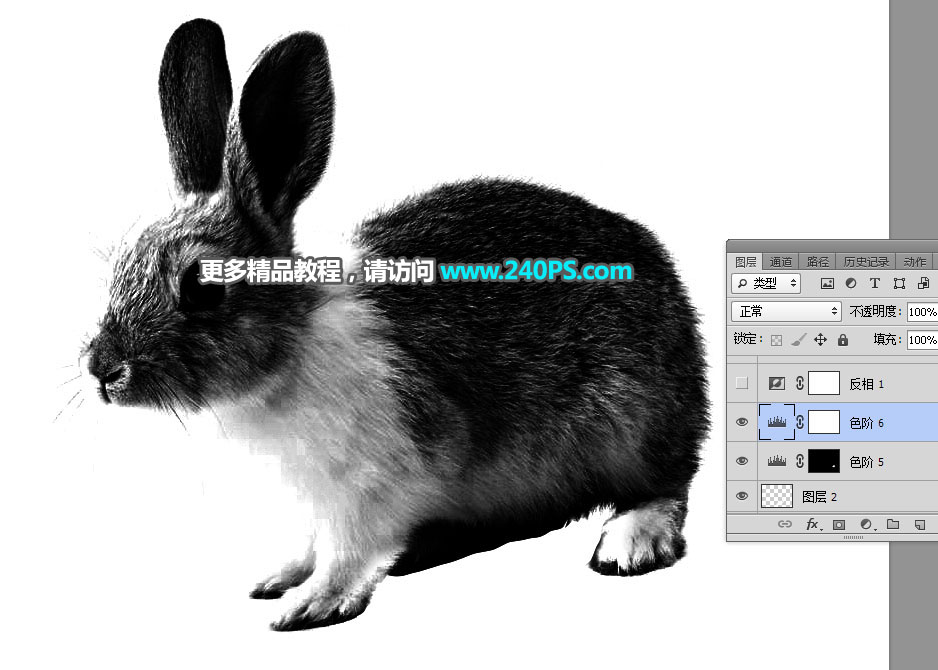 PS通道及钢笔工具抠出白褐相间的兔子