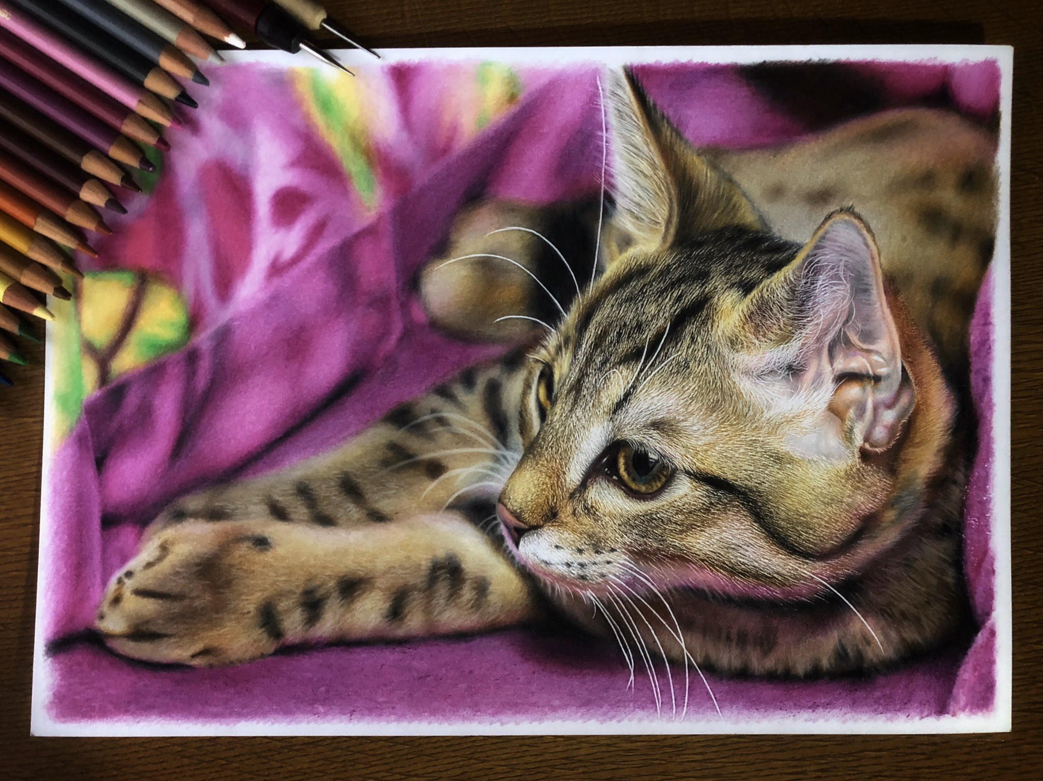 Yuki Kudo逼真的超写实猫咪绘画作品