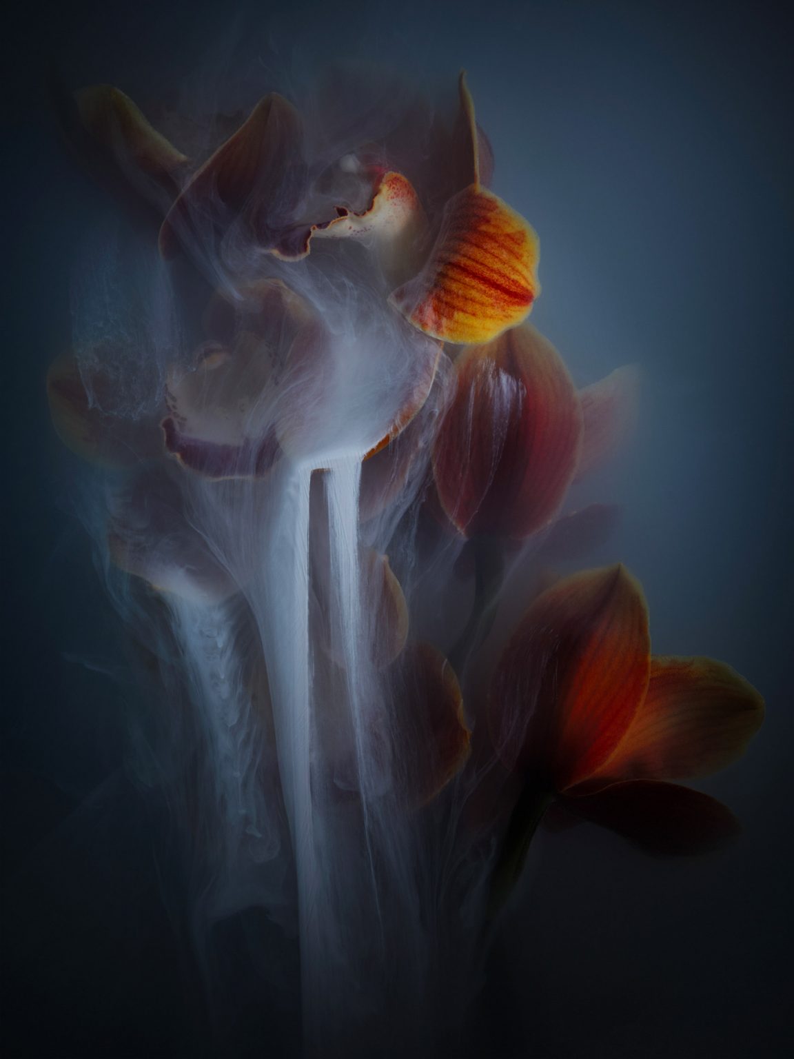 薄雾中的花朵！荷兰摄影师Robert Peek作品欣赏