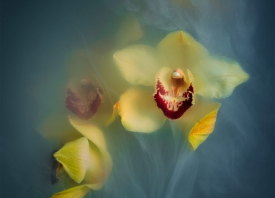 薄霧中的花朵！荷蘭攝影