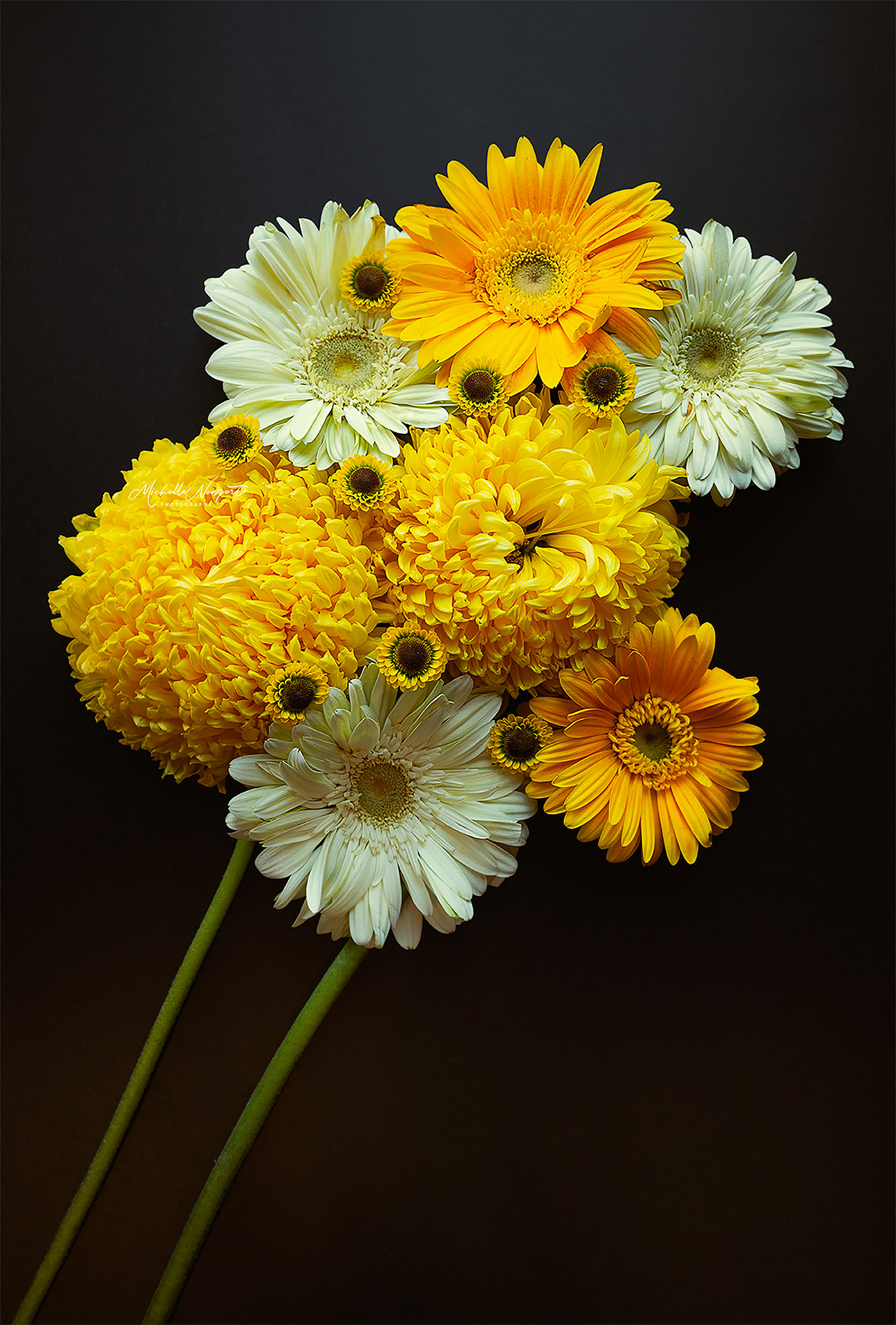 Michelle Newport精彩的花卉摄影作品