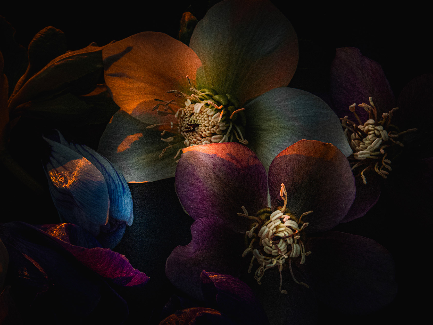 Katarzyna Mrozewska艺术花卉摄影作品