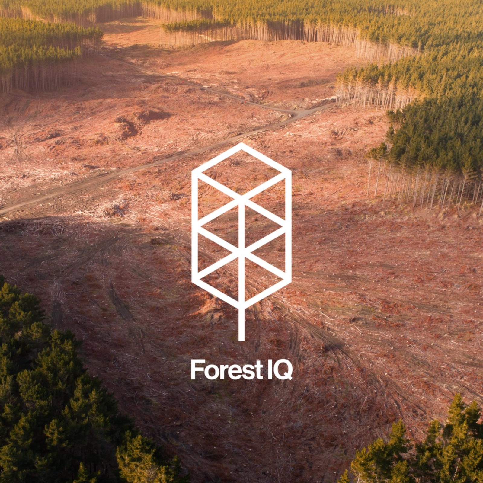 保护林创新技术平台Forest IQ视觉形象设计