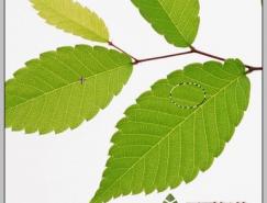 photoshop五步打造晶莹水珠效果