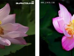 让照片中的花朵更加通透艳丽