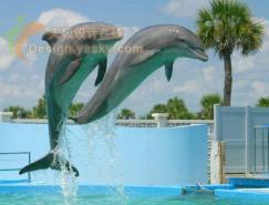 Photoshop制作跃出照片的海豚特效