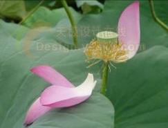 PS荷花照片艺术处理剖析