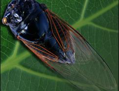 Photoshop抠图教程: 抠知了透明翅膀