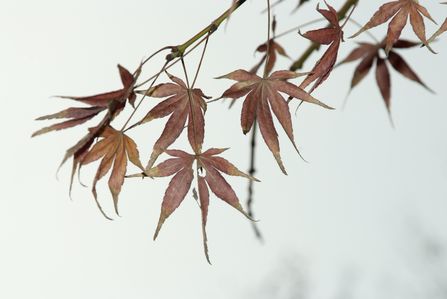 點擊放大圖片