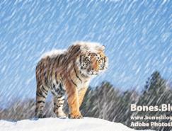 用Photoshop打造下雪场景